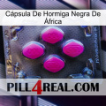 Cápsula De Hormiga Negra De África 02